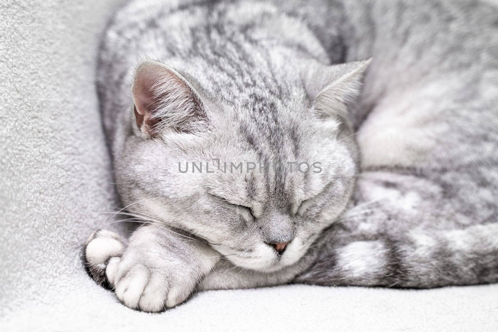 scottish straight cat is sleeping. Close-up of the muzzle of a sleeping cat with closed eyes. Against the backdrop of a light blanket. Favorite pets, cat food. by Matiunina