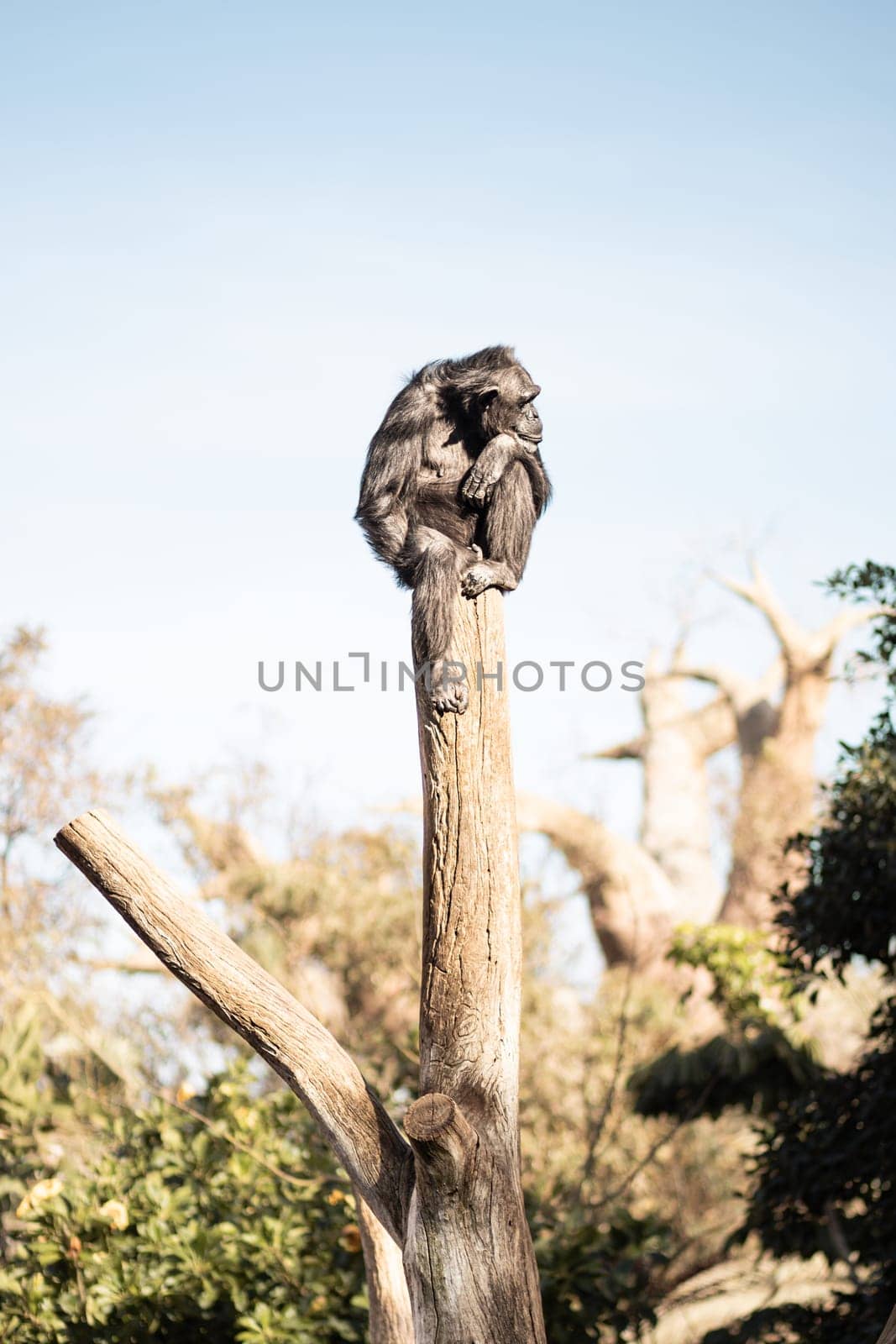 Chimpanzee sitting on the top of tree trunk in thoughtful humal like pose observing other animals. by kasto