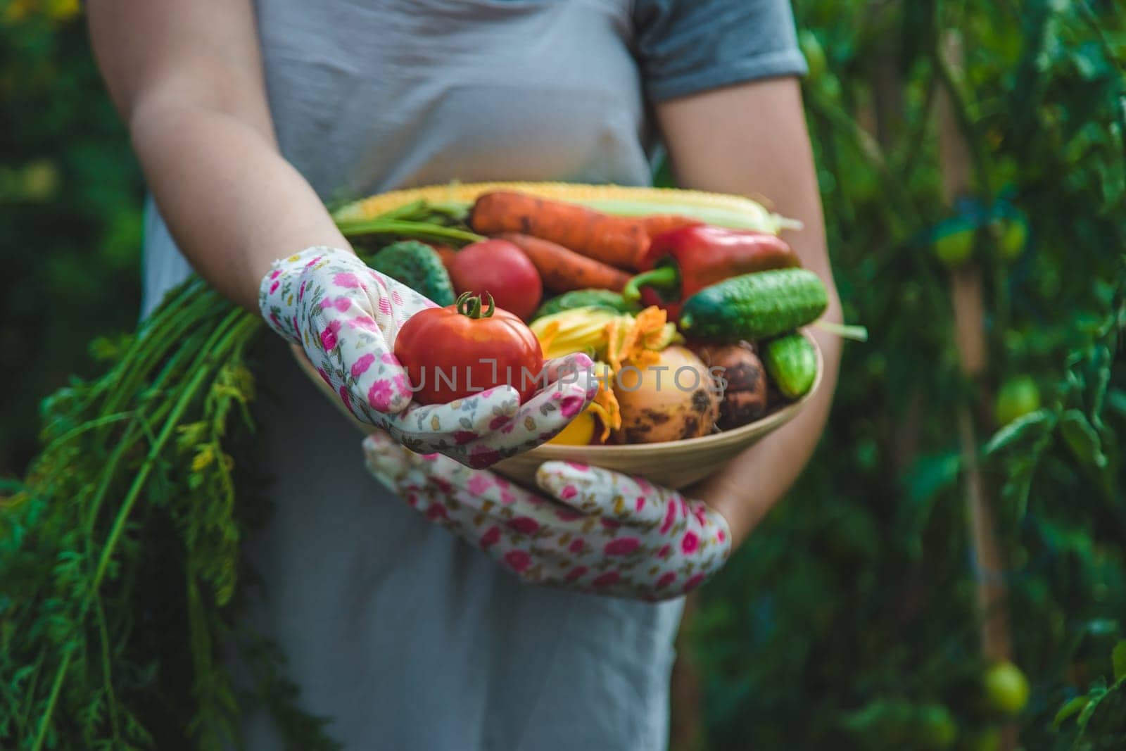 Farmer woman harvests vegetables in the garden. Selective focus. Food.