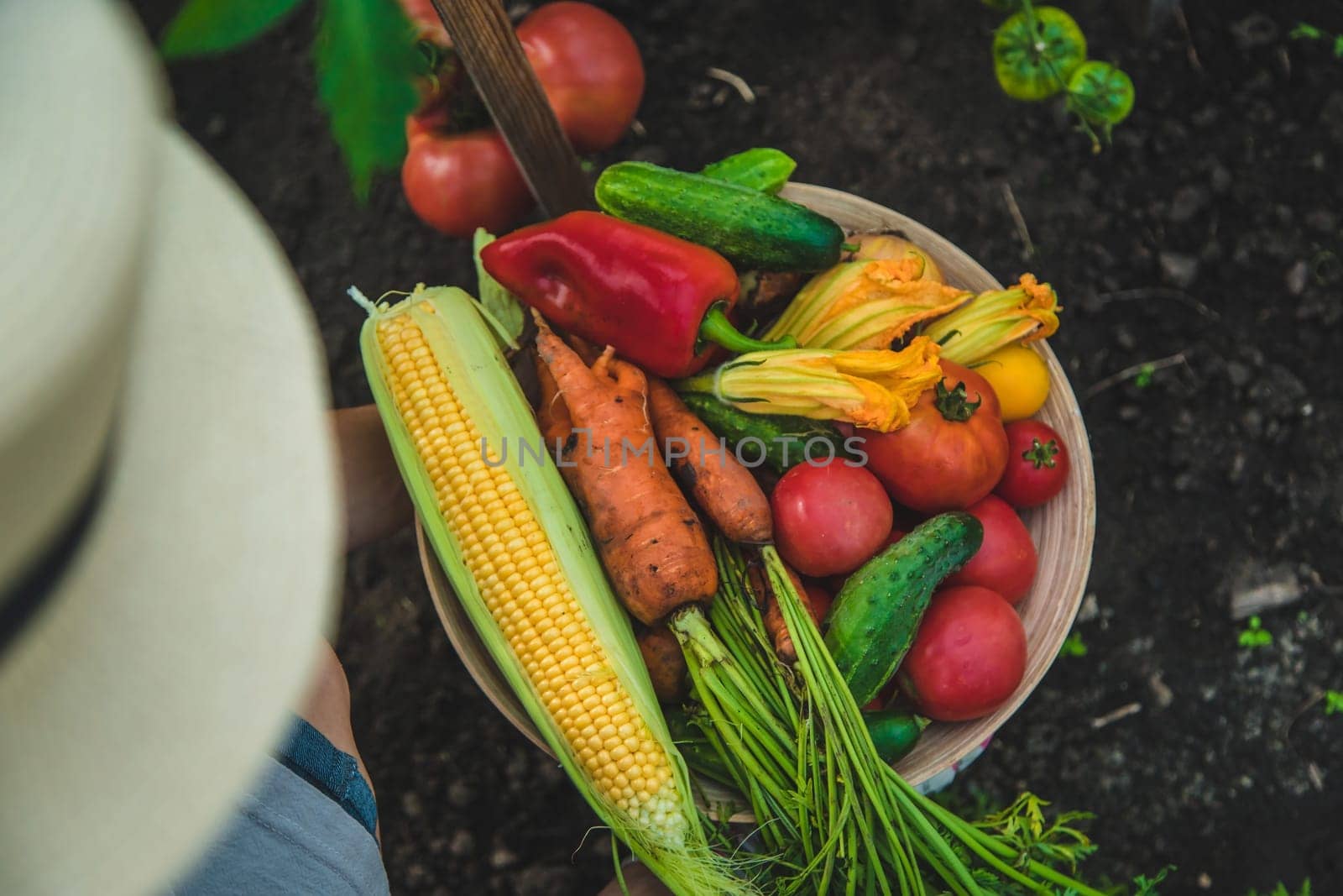 Farmer woman harvests vegetables in the garden. Selective focus. Food.