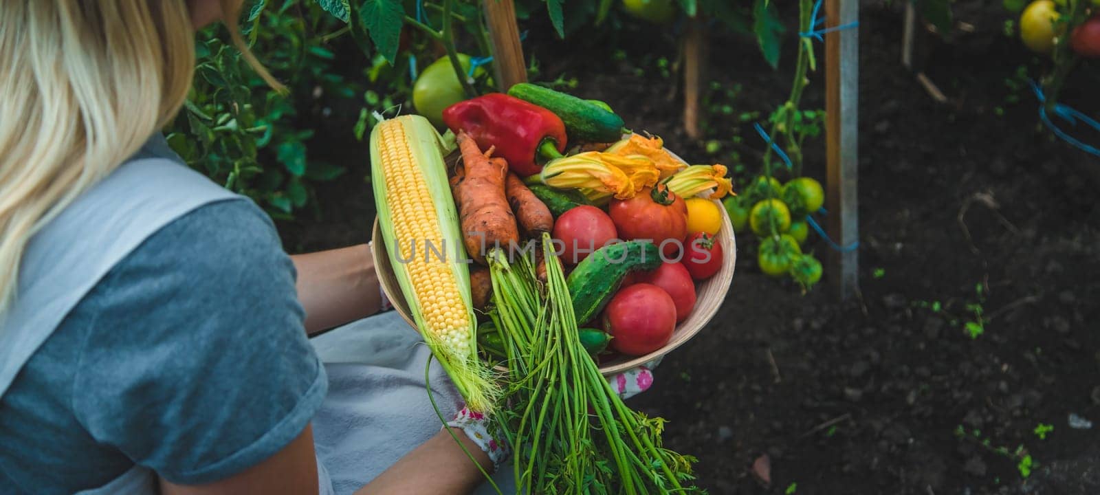 Farmer woman harvests vegetables in the garden. Selective focus. Food.