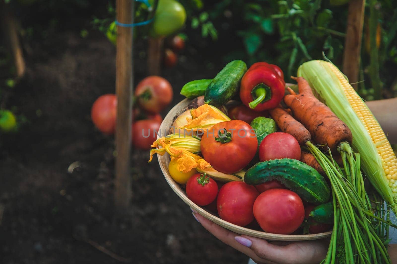 Farmer woman harvests vegetables in the garden. Selective focus. Food.
