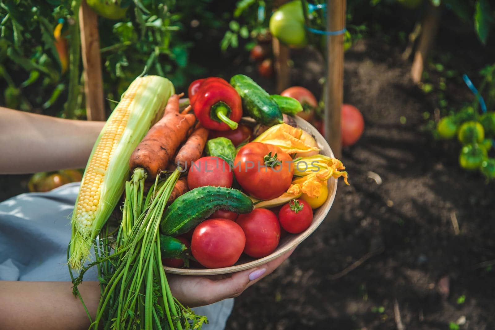 Farmer woman harvests vegetables in the garden. Selective focus. Food.