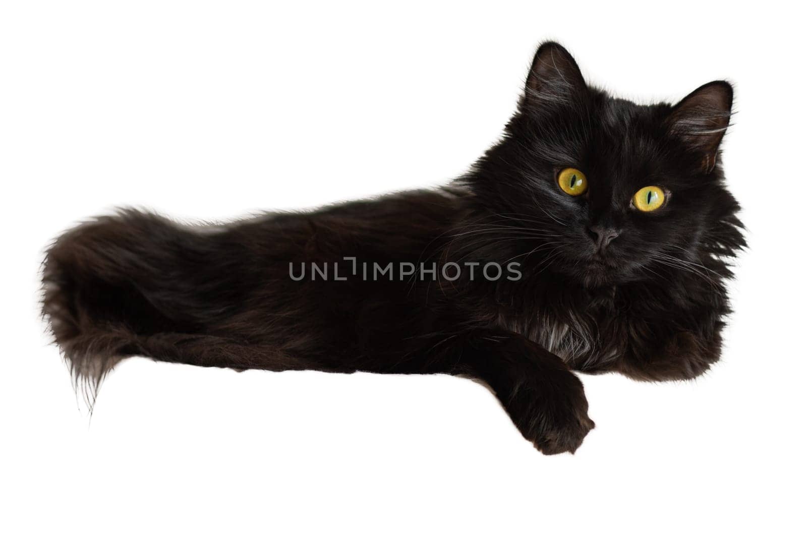Black cat with yellow eyes. Pets. Close-up. White background.