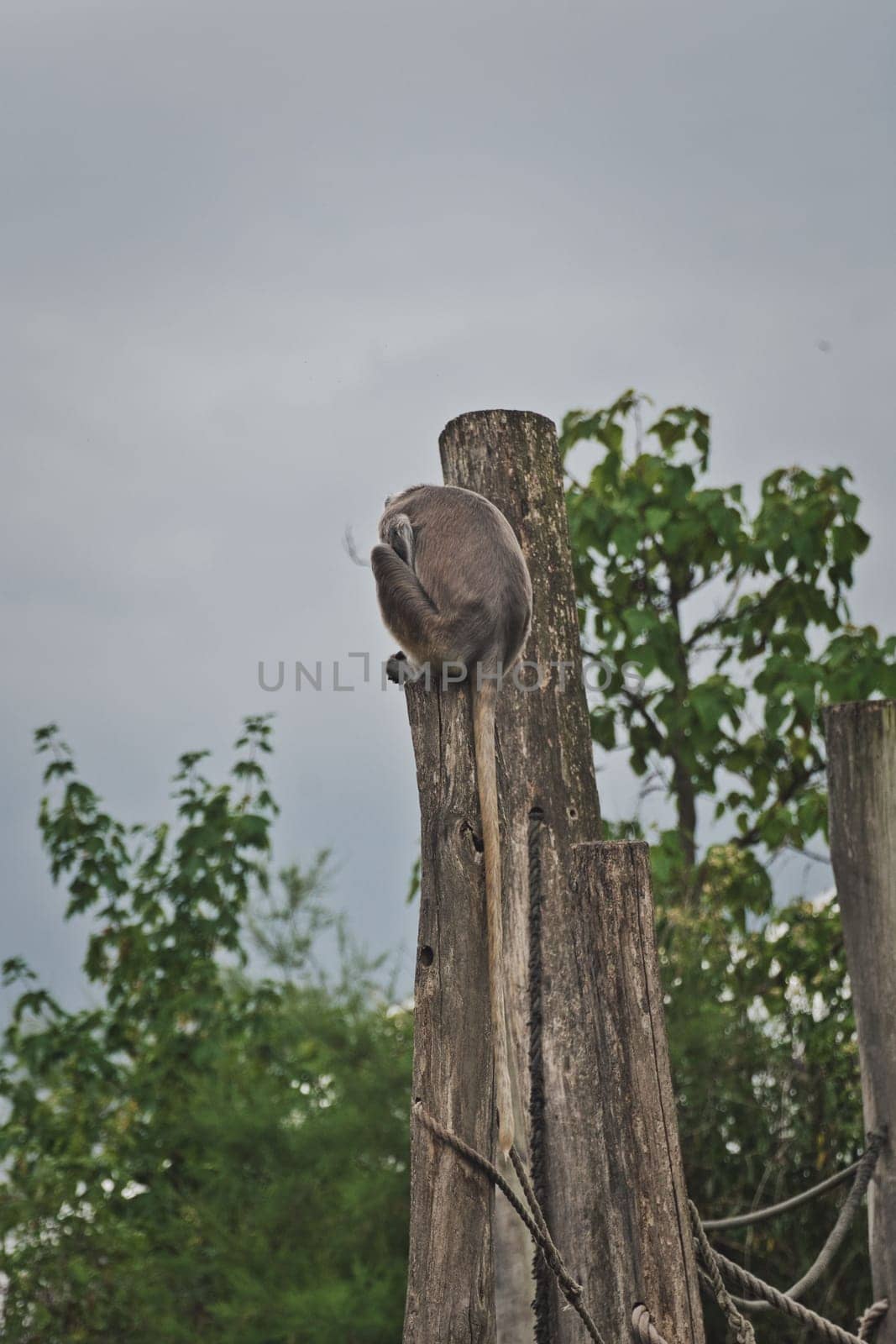 Vertical shot of an ape climbing a wooden pole in a zoo