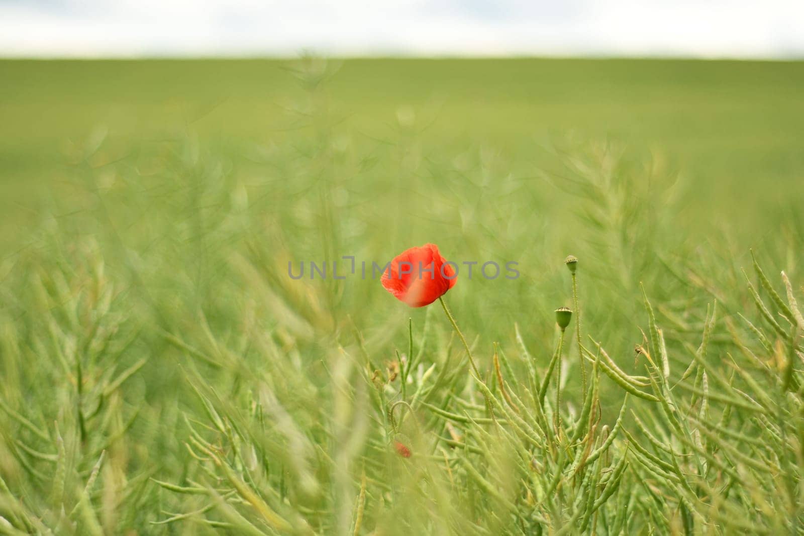 Closeup of a red poppy growing on a green field
