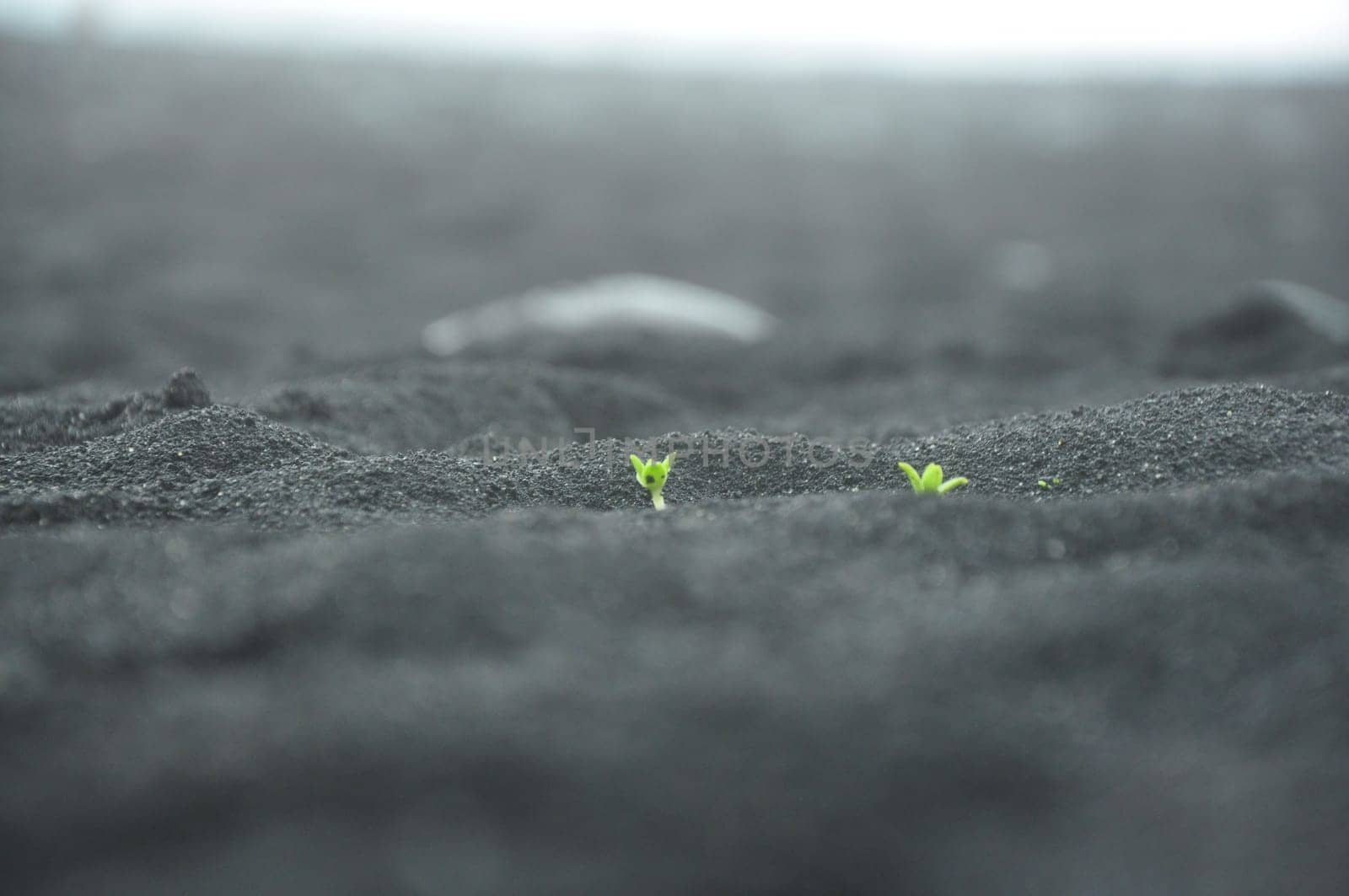 Shallow focus of two small plant sprouts on the black sand beach in Iceland