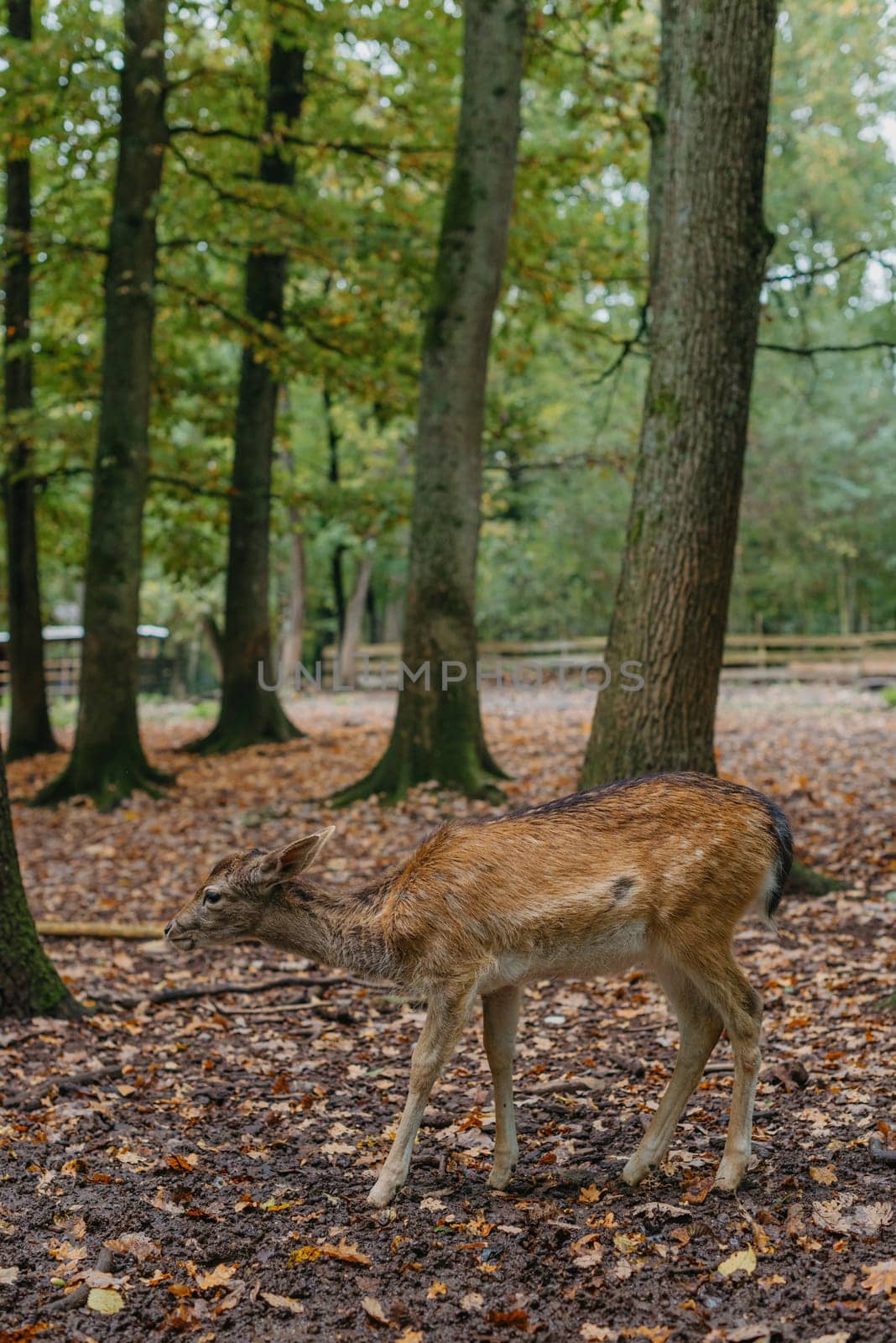 Female Red deer stag in Lush green fairytale growth concept foggy forest landscape image