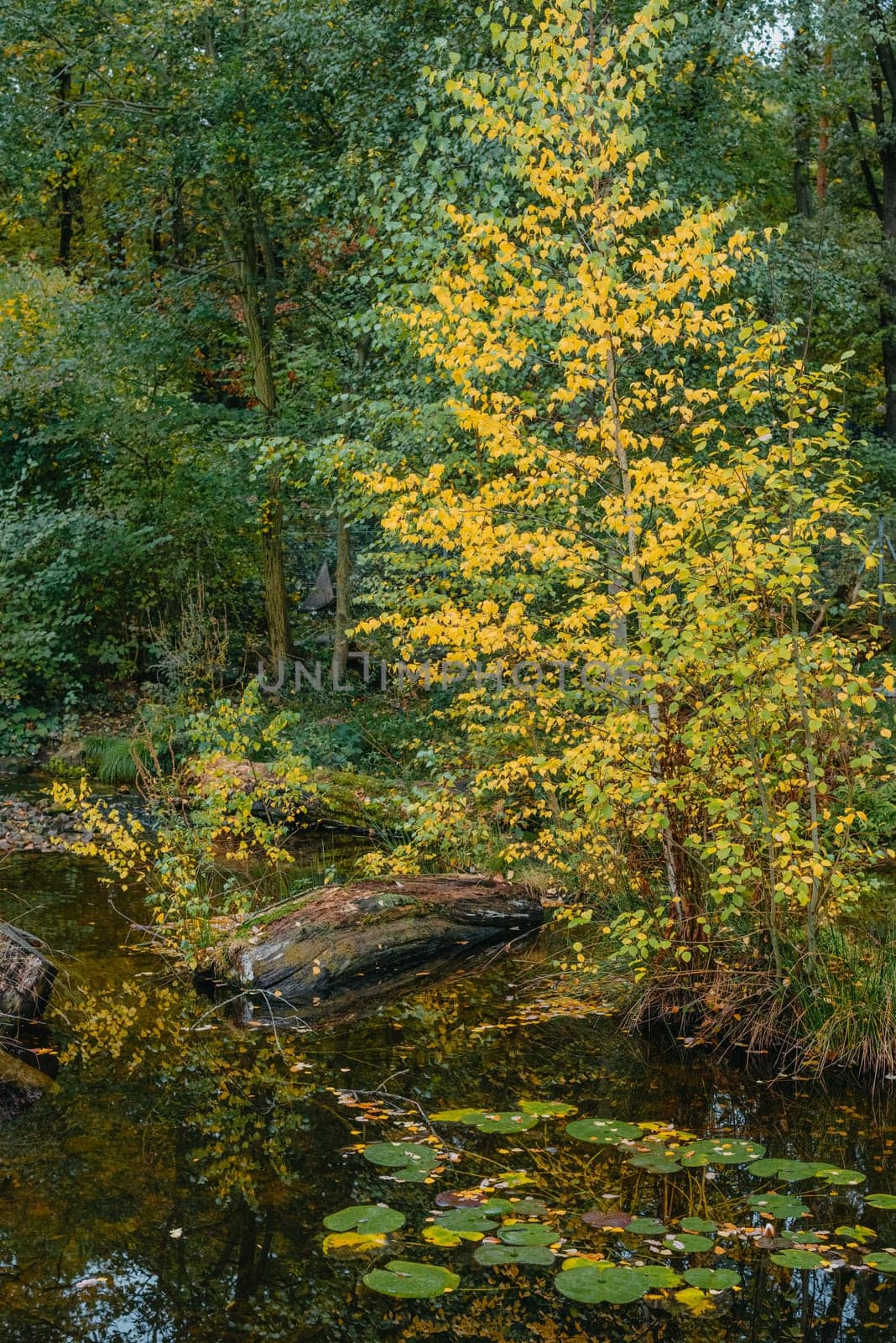 The autumn foliage of the trees is reflected in the pond. Autumn pond trees. Autumn trees reflection in water. Autumn nature landscape.