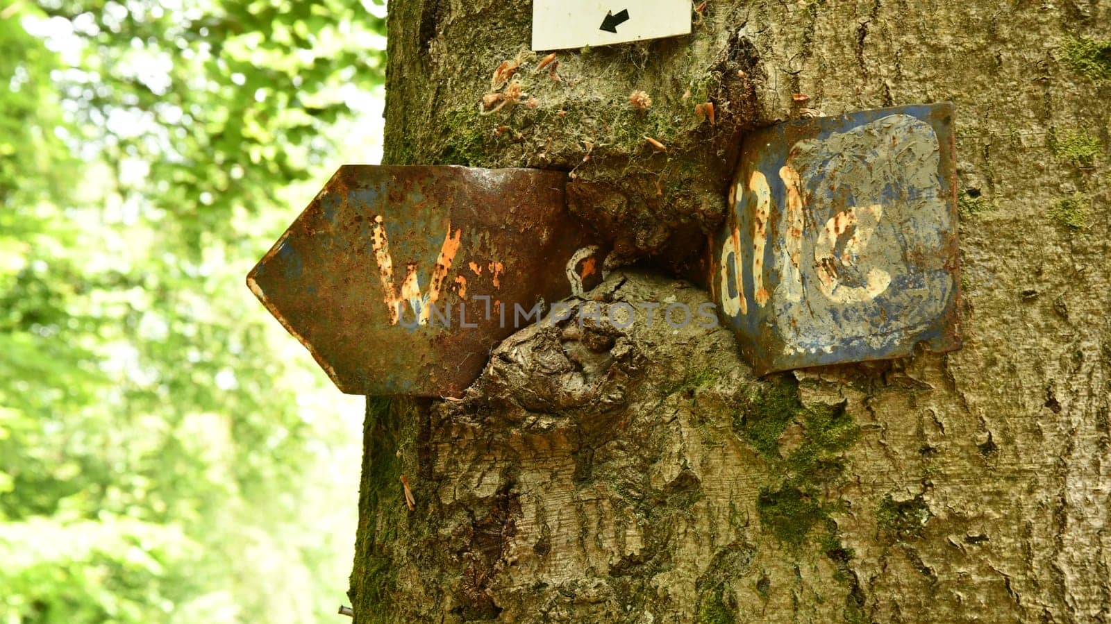 Rusty hiking signpost grown into a tree