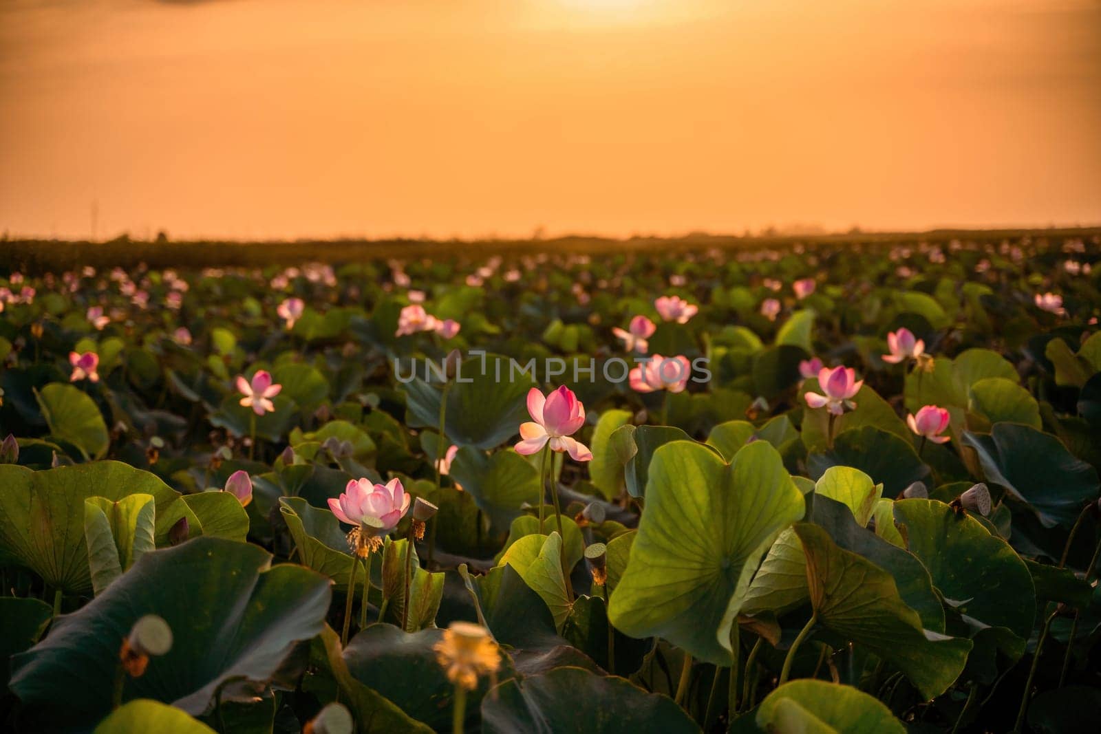 Sunrise in the field of lotuses, Pink lotus Nelumbo nucifera sways in the wind. Against the background of their green leaves. Lotus field on the lake in natural environment. by Matiunina