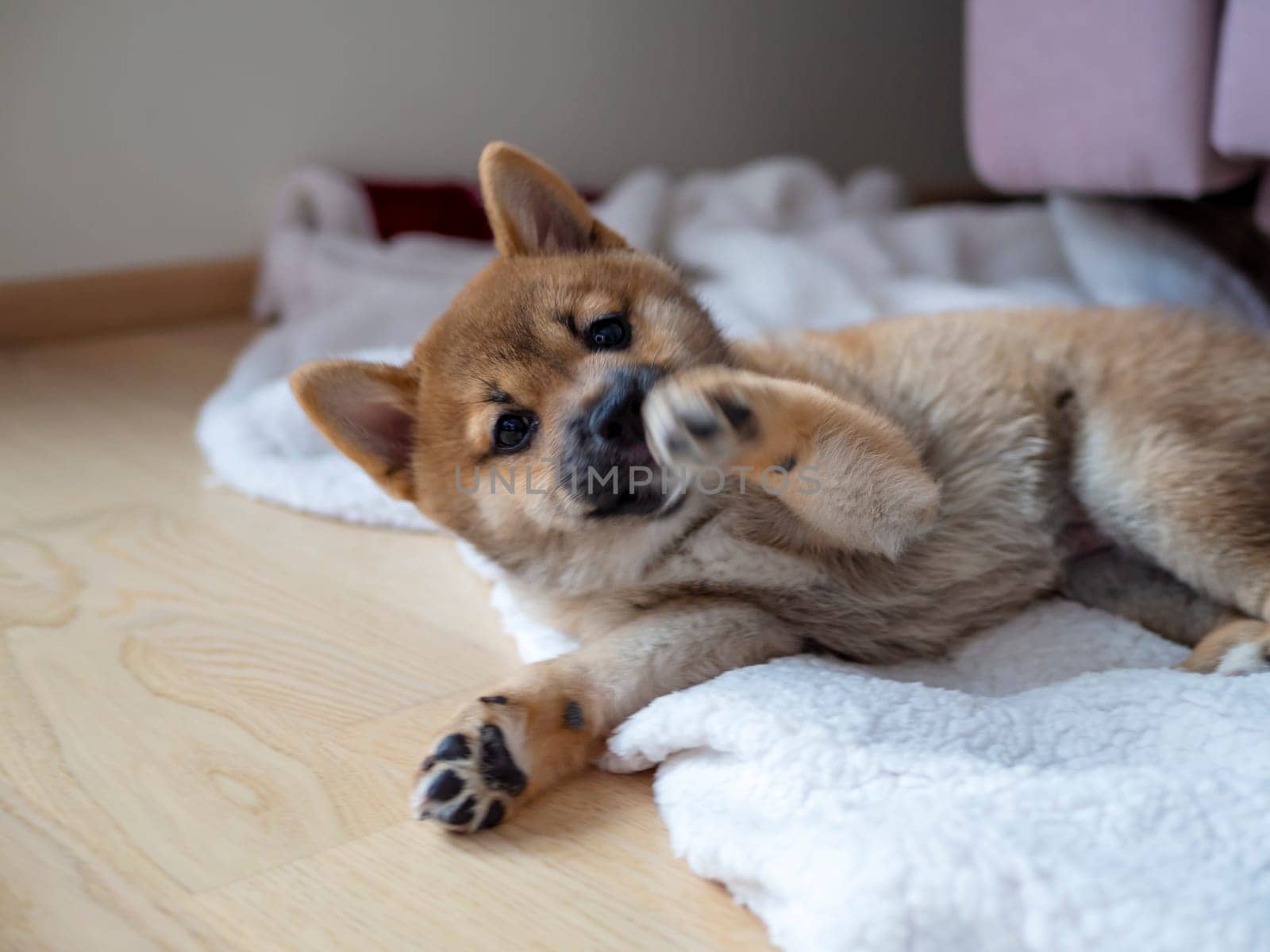 Portrait of cute Shiba Inu small dog, puppy, Close up. Dogecoin. Red-haired Japanese dog smile portrait. Illuminating color, cryptocurrency, electronic money. High quality photo