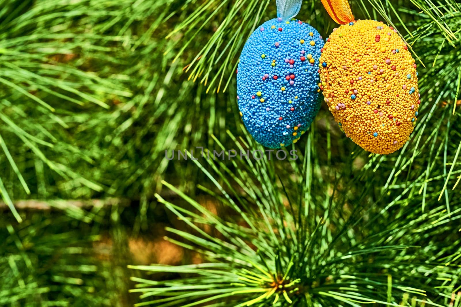 Light yellow blue festive Easter eggs on fir branches in sunny spring day by jovani68