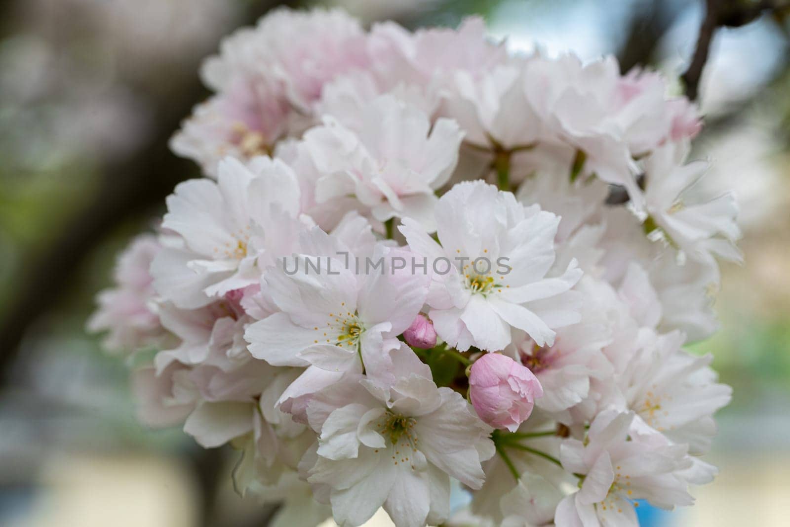 A close-up view of a bunch of blossoming blossoms of the paradise apple tree at the very beginning of spring on a sunny warm day.