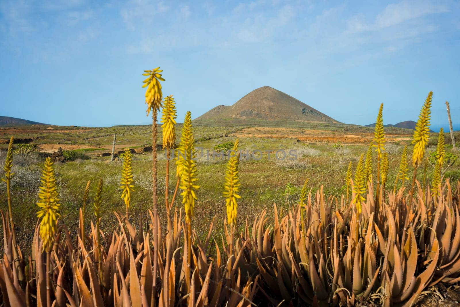 Springtime on Lanzarote, with volcanic landscape view on mount Guenia and Agave flowers in the foreground. by kb79