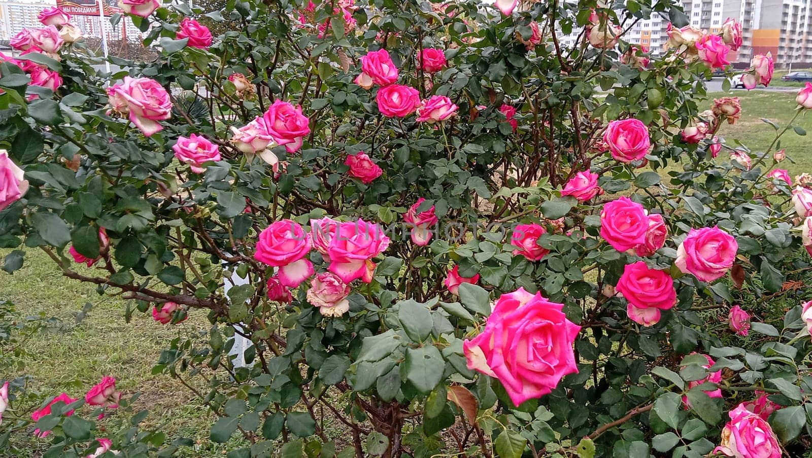 A lot of small pink roses on bush closeup in sunset garden. Pink roses bushes blooming