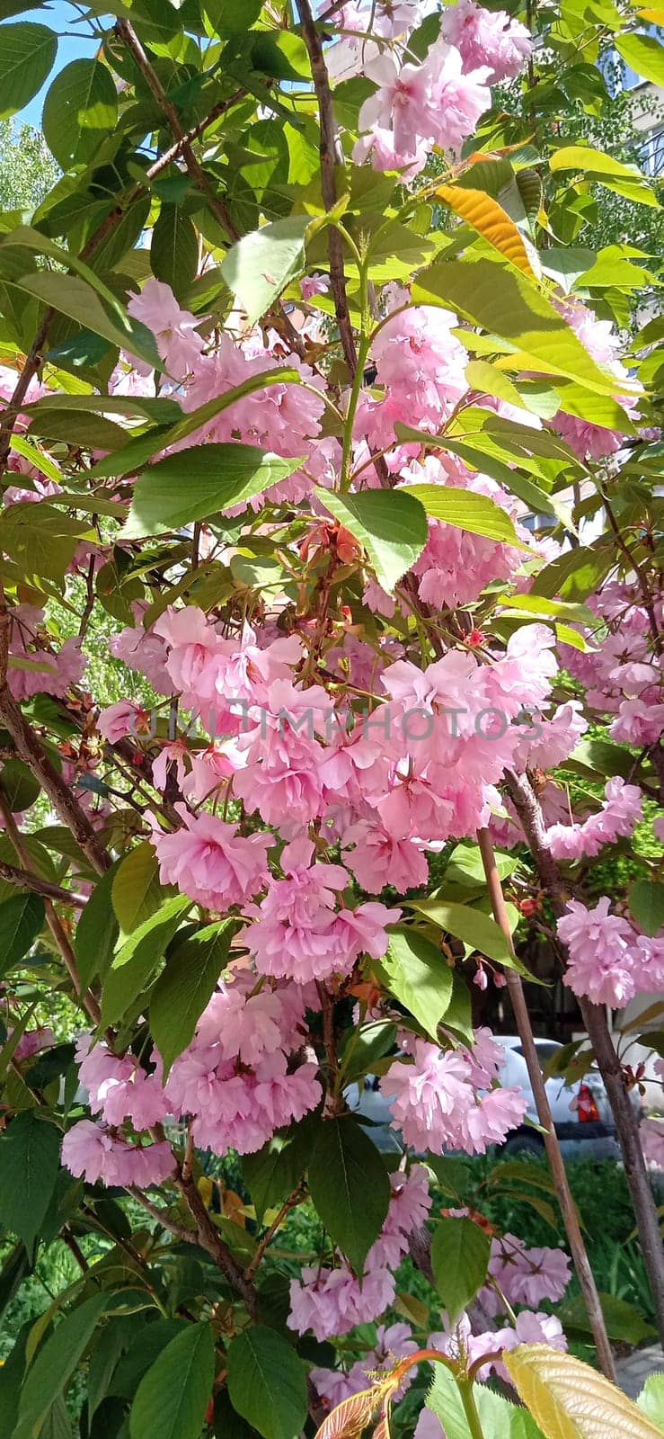 Pink sakura, cherry blossom. Closeup on twigs with flowers on bright day.