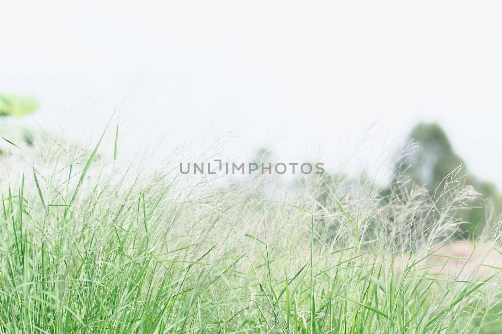 meadow flowers in soft warm light. Vintage autumn landscape blurry natural background.