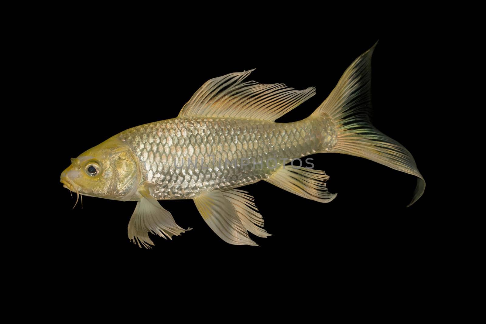 Gold koi fish isolated on Black background, Clipping path