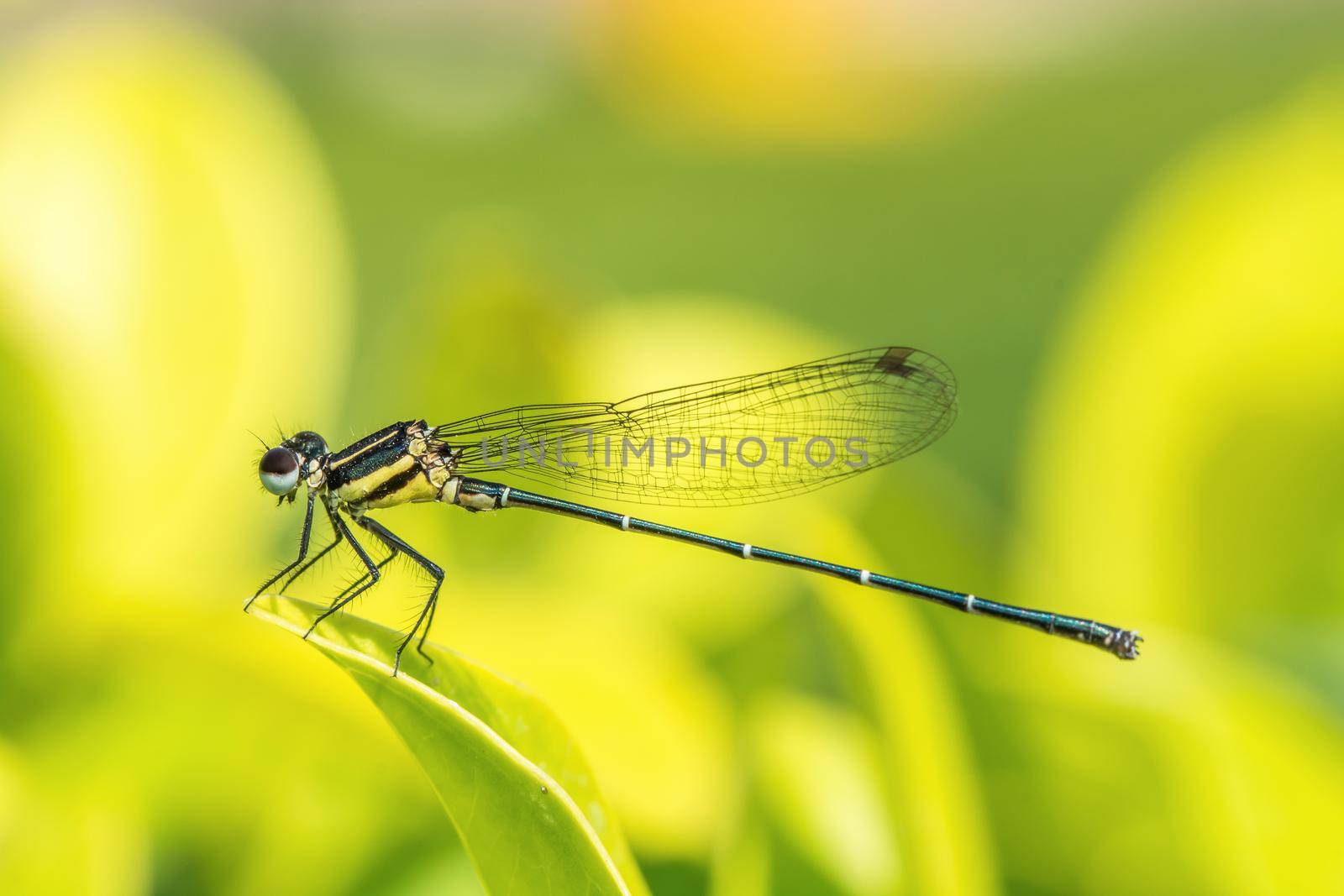 dragonfly outdoor in nature by Kumma