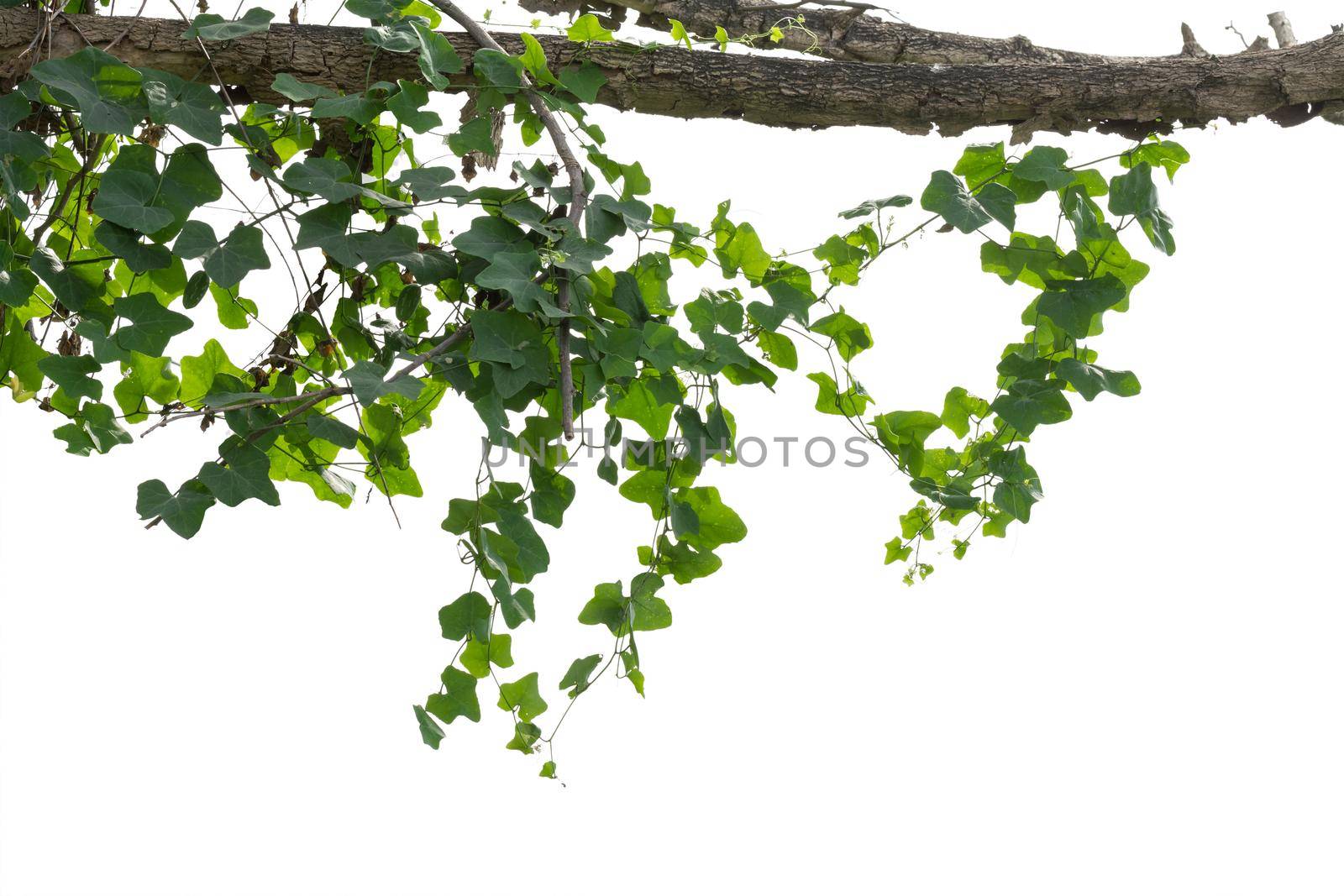 vine plants isolated on white background. clipping path