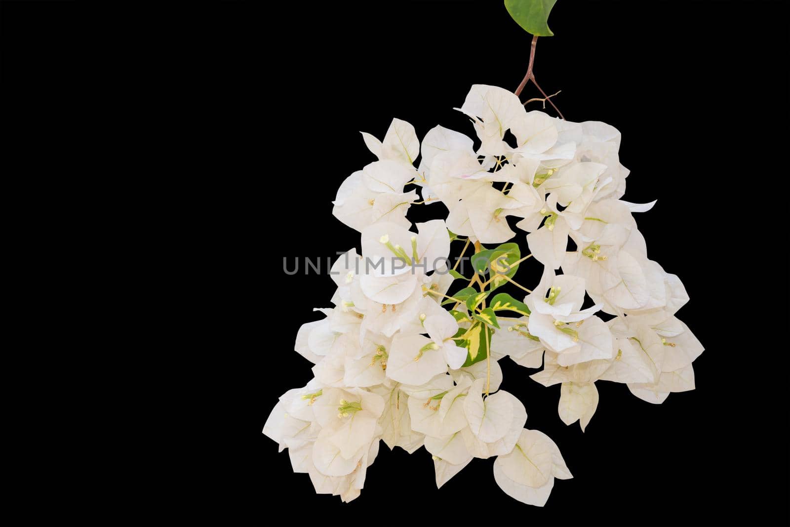 Flowering bougainvillea isolated on black background. clipping path by Kumma