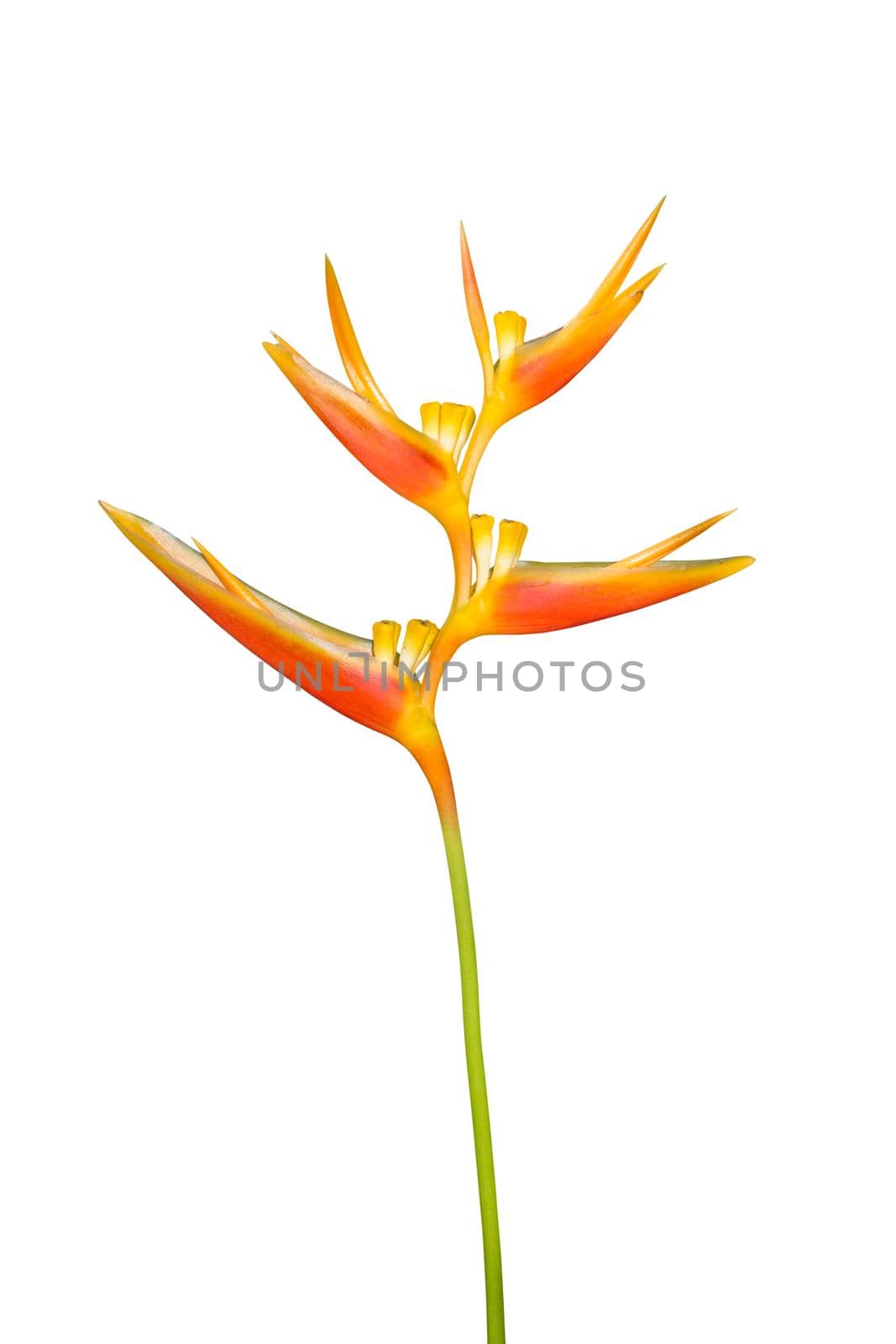 Bird of Paradise Flower isolated on white background, clipping path by Kumma