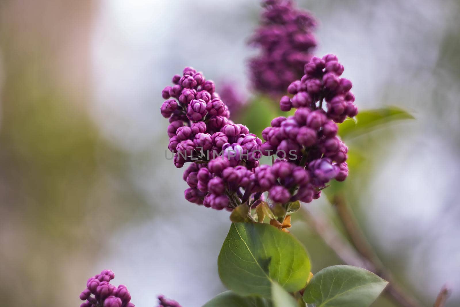 A branch of lilacs with flowers close up, copy space