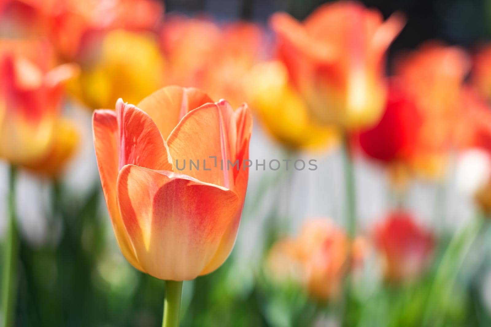 Yellow tulips against the backdrop of greenery close up