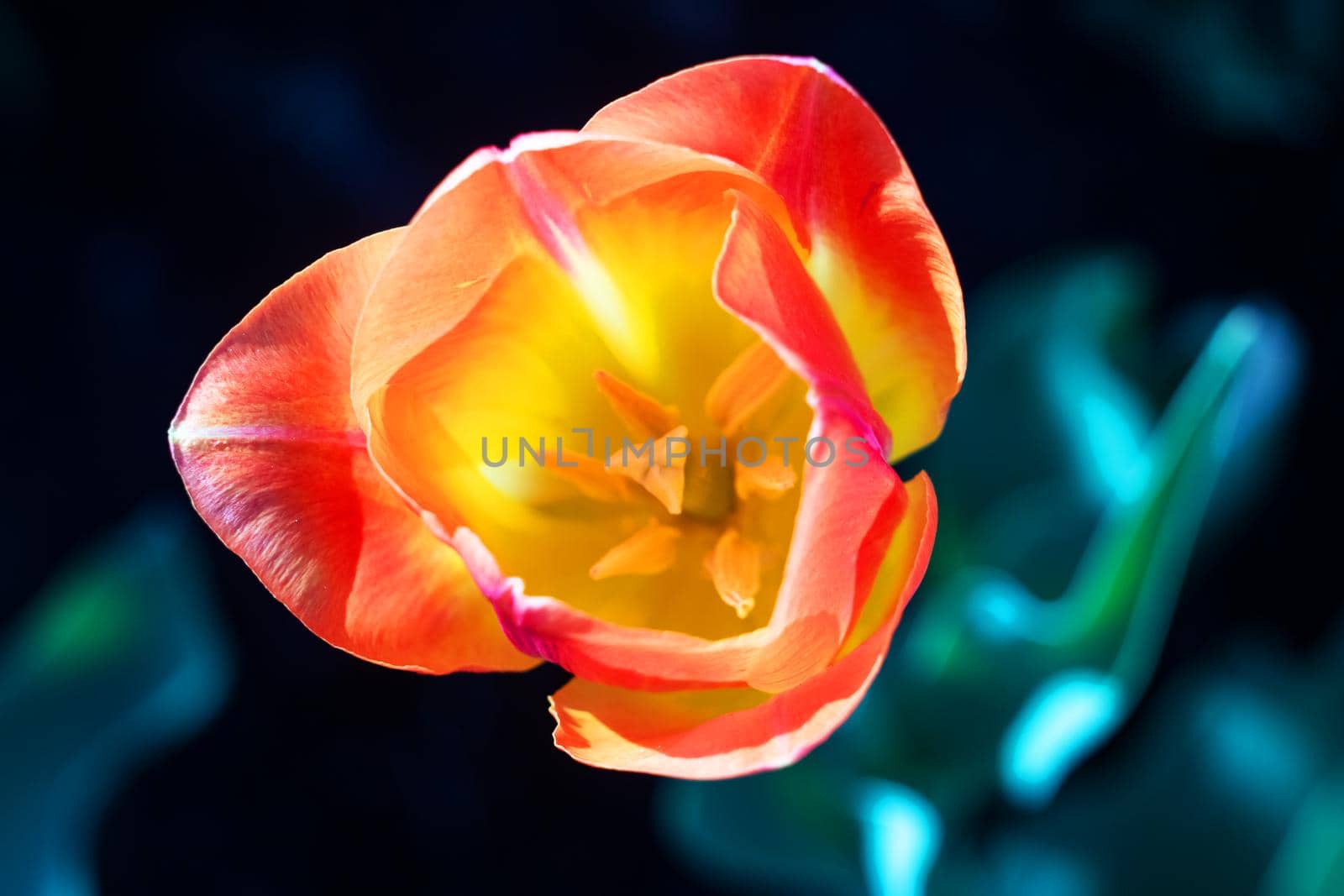 Yellow tulip against the backdrop of greenery, top view by Vera1703