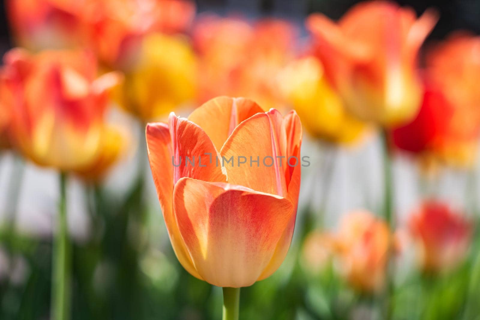 Yellow tulips against the backdrop of greenery close up