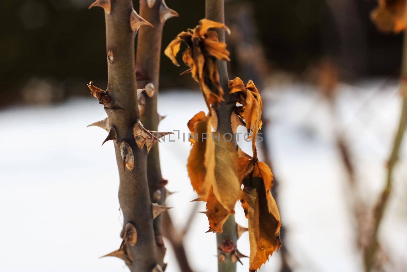 Wild rose thorn over winter close up on snow background