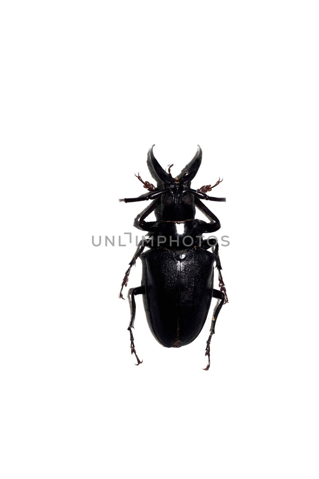 Big black beetle close up, isolate on a white background, dorystheres walkeri