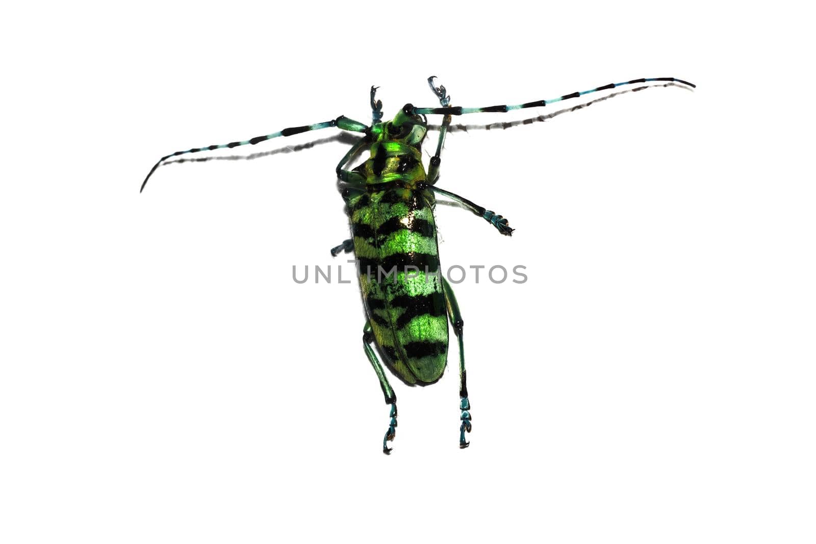 Big black end green beetle close up, isolate on a white background
