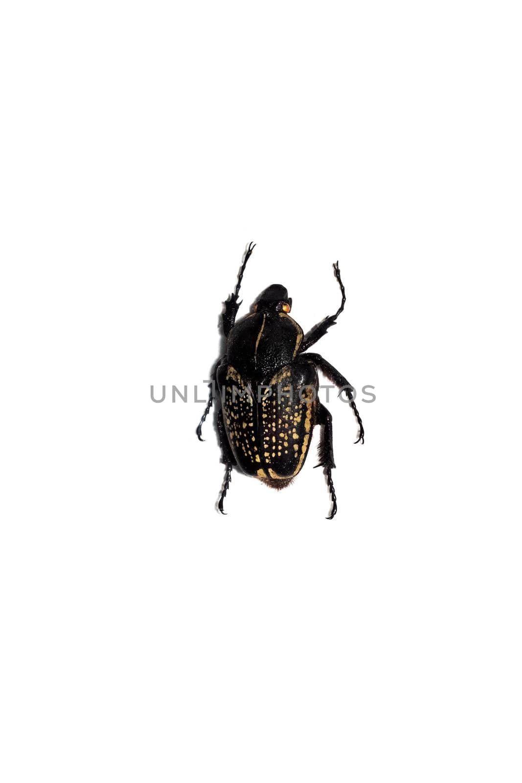 Big black beetle close up, isolate on a white background, goliothus cacicus