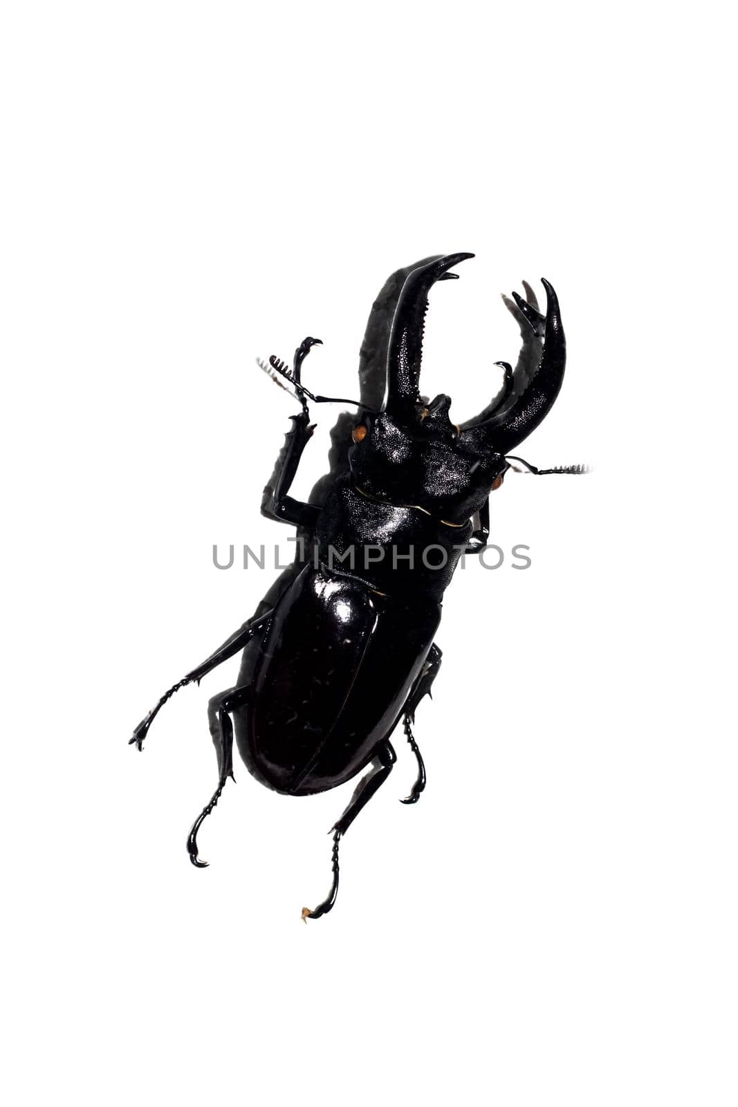 Big black beetle close up, isolate on a white background
