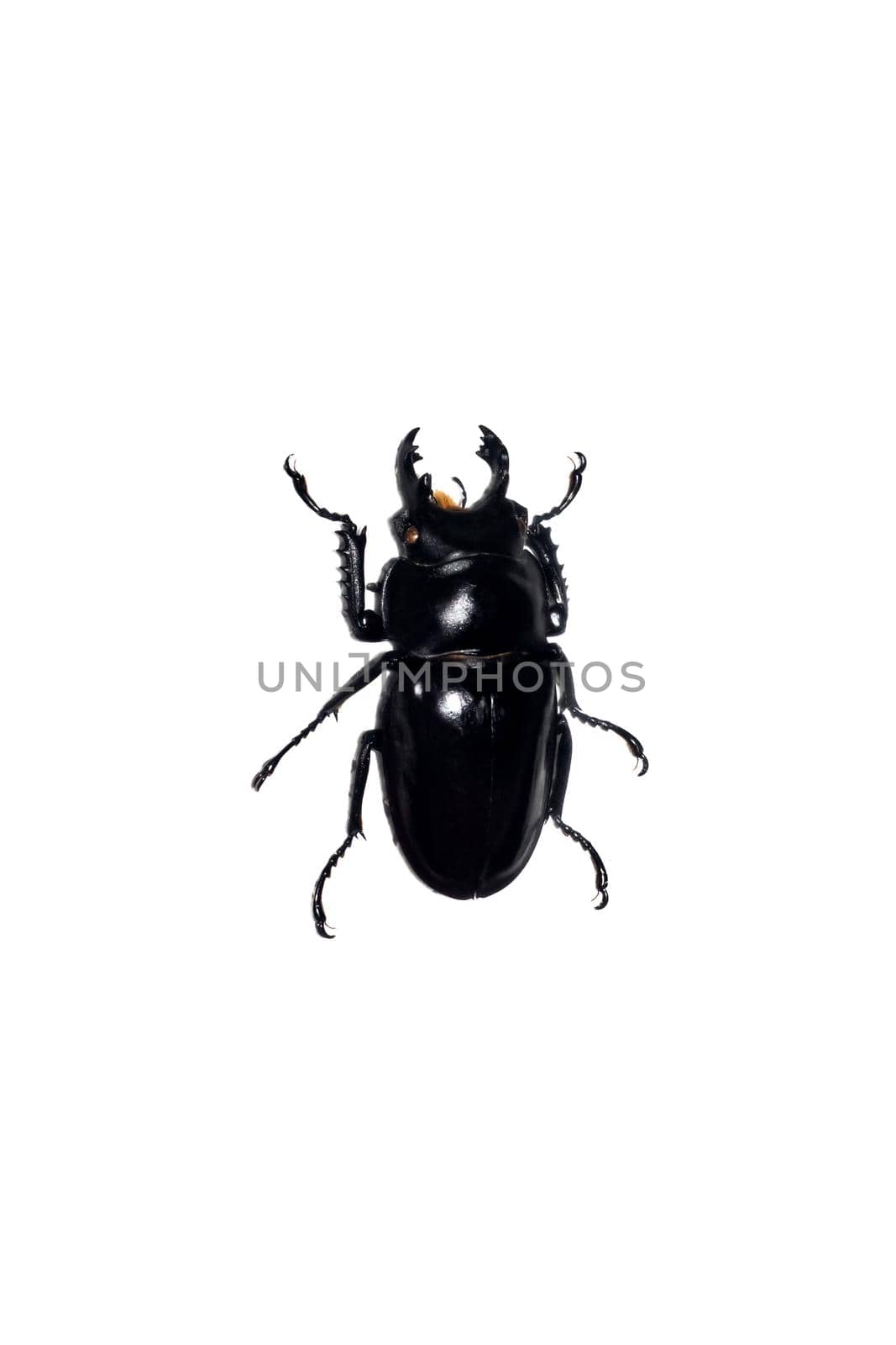 Big black beetle close up, isolate on a white background, neolucanus maximus