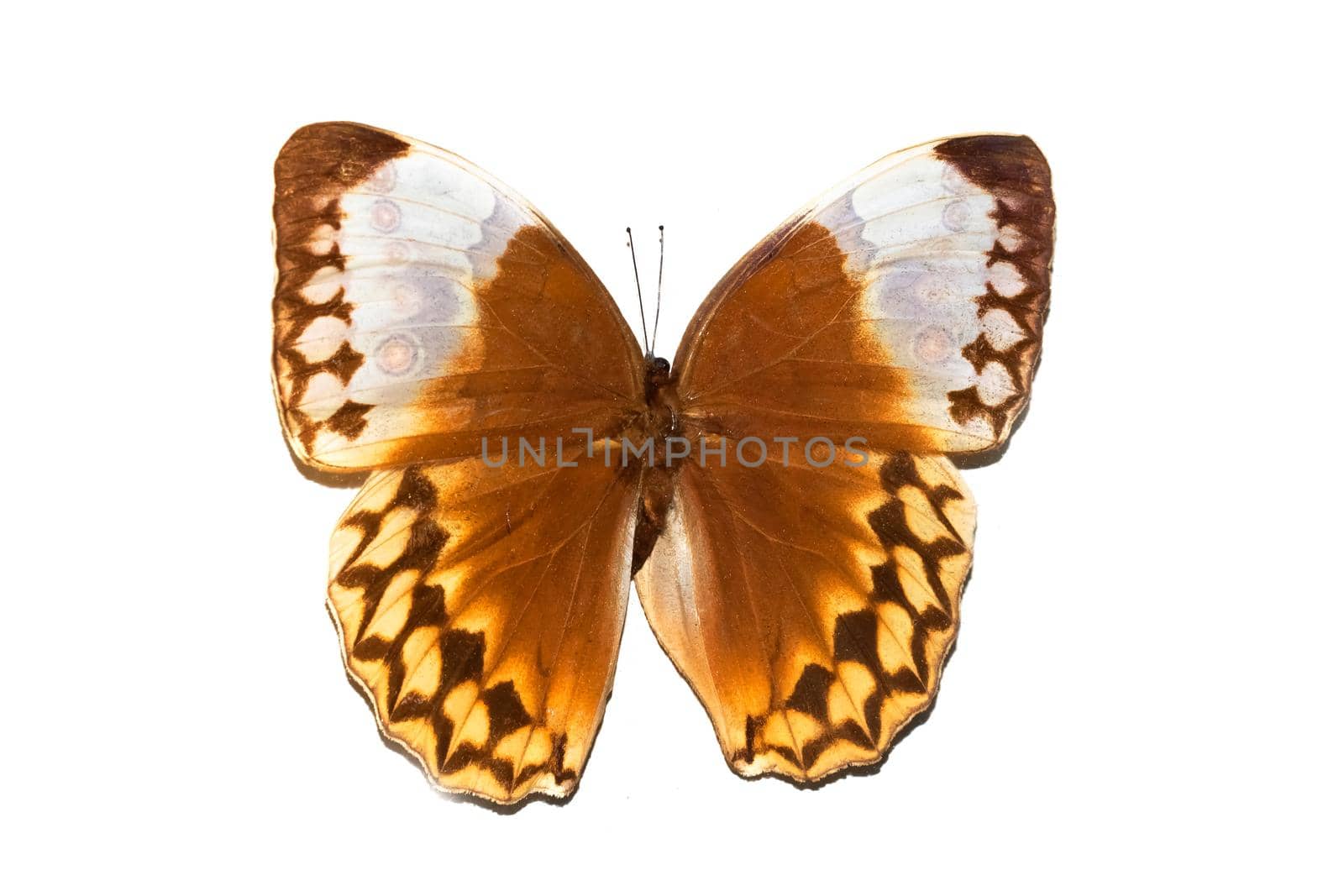 Big butterfly with yellow wings, isolate on a white background