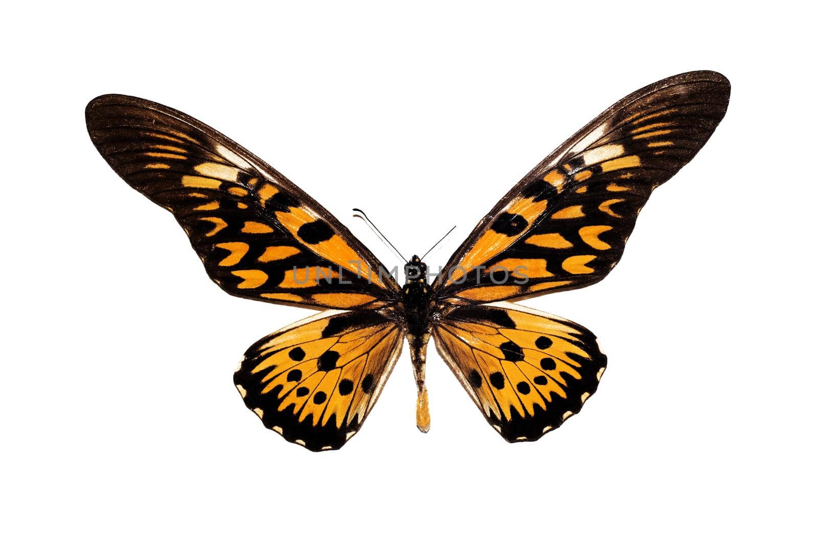 Big butterfly with yellow wings, isolate on a white background, papilio antimachus