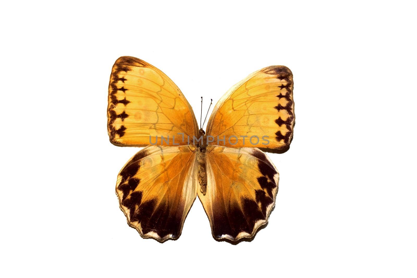 Big butterfly with yellow wings, isolate on a white background