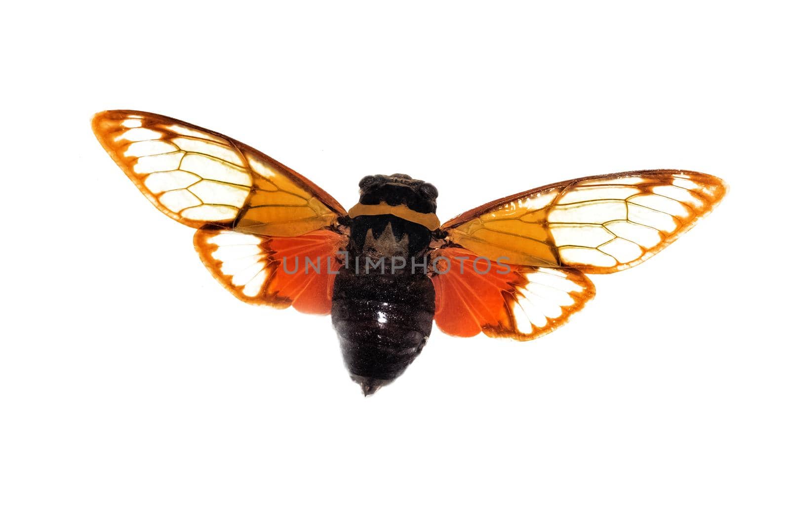 Big brown beetle, isolate on a white background close up, cicadidae, pomponia imperatoria