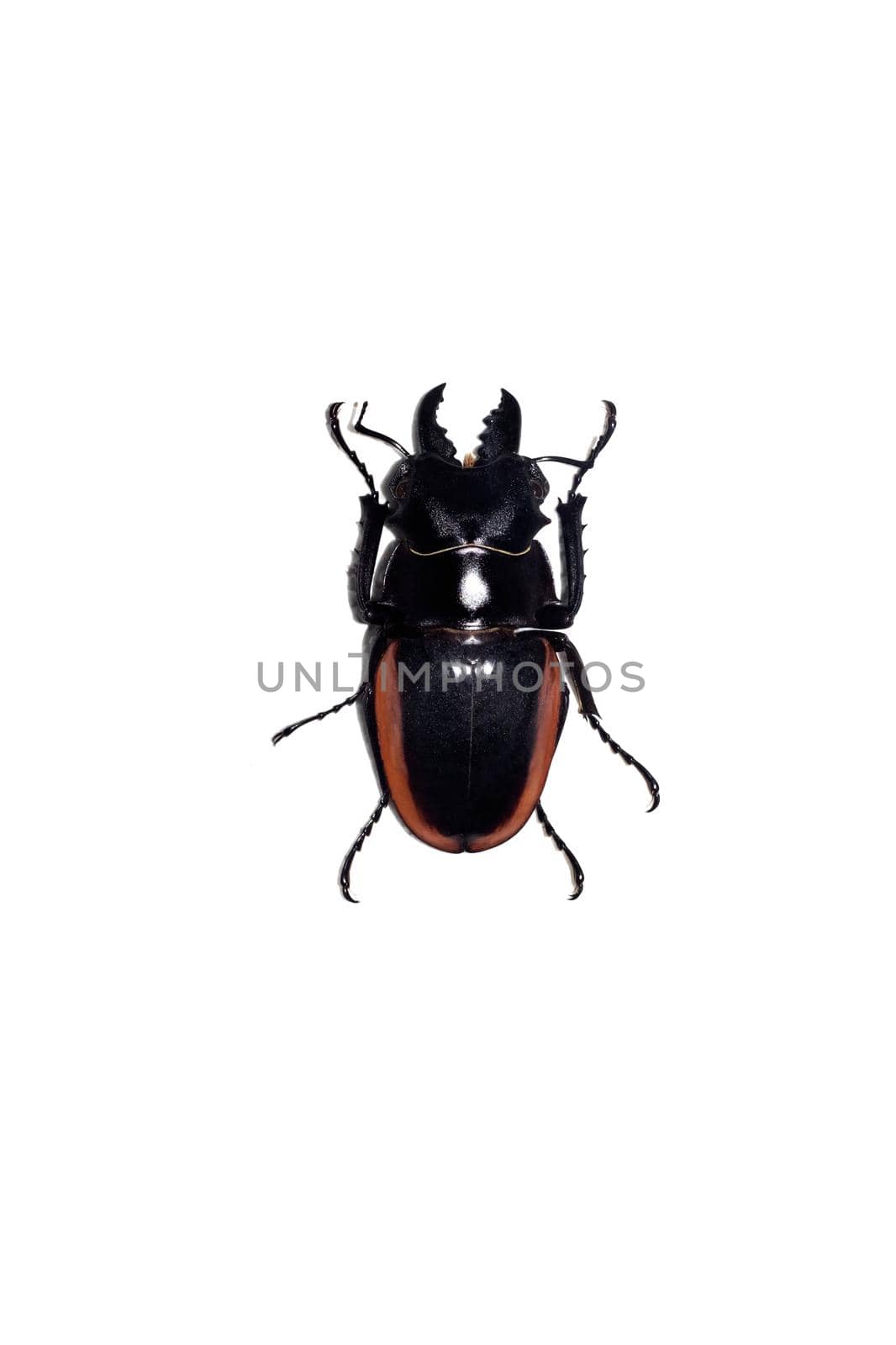 Big black end red beetle close up, isolate on a white background, odontalabis cuvera