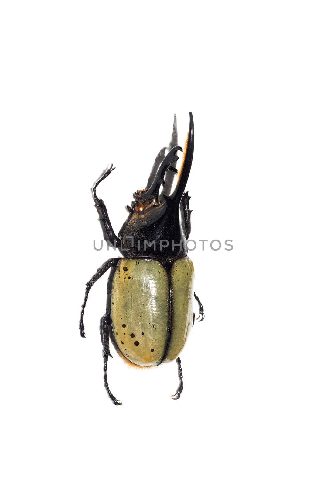 Big green beetle close up, isolate on a white background, buhastes hercules