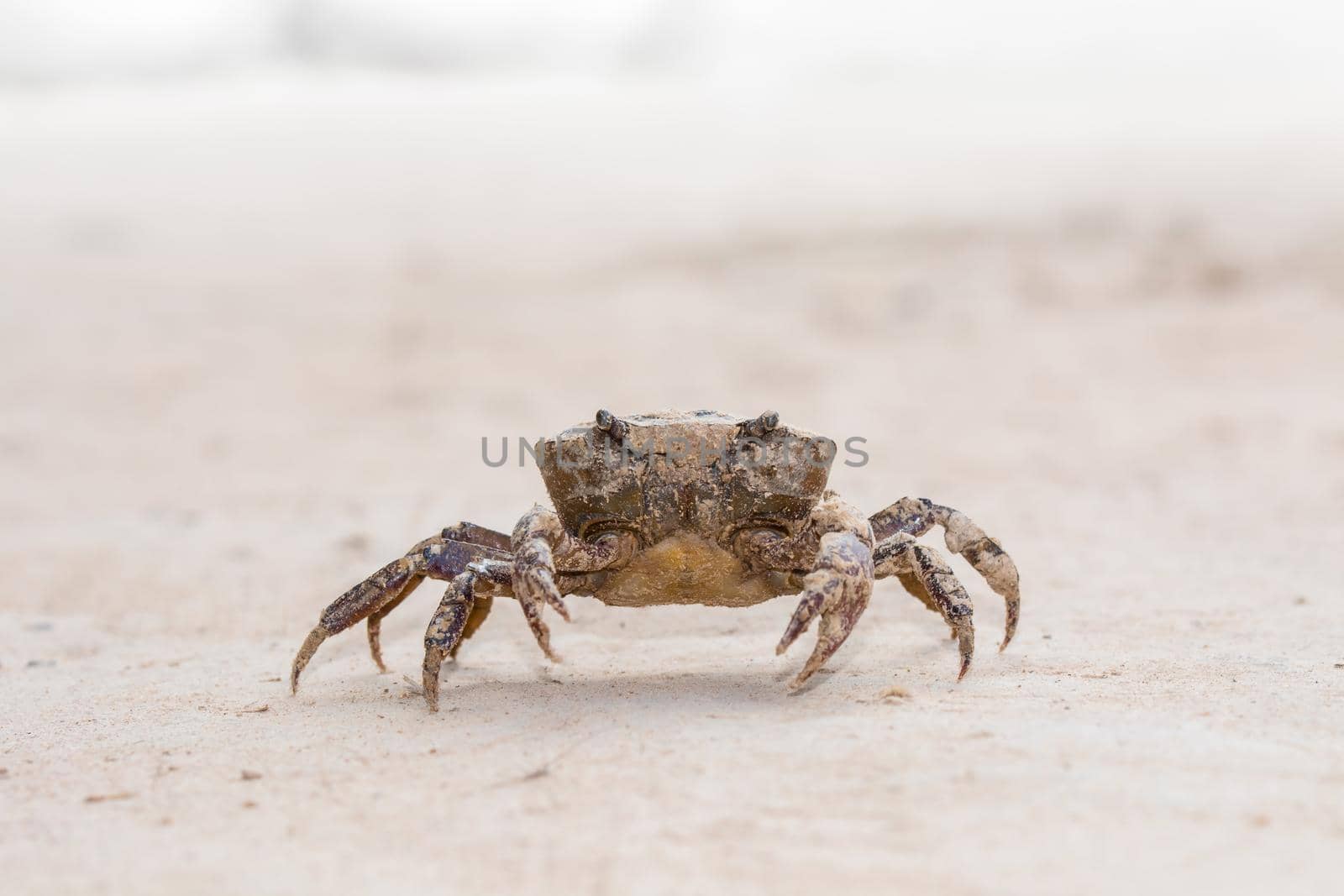 Crab walking on sandy soil in nature.