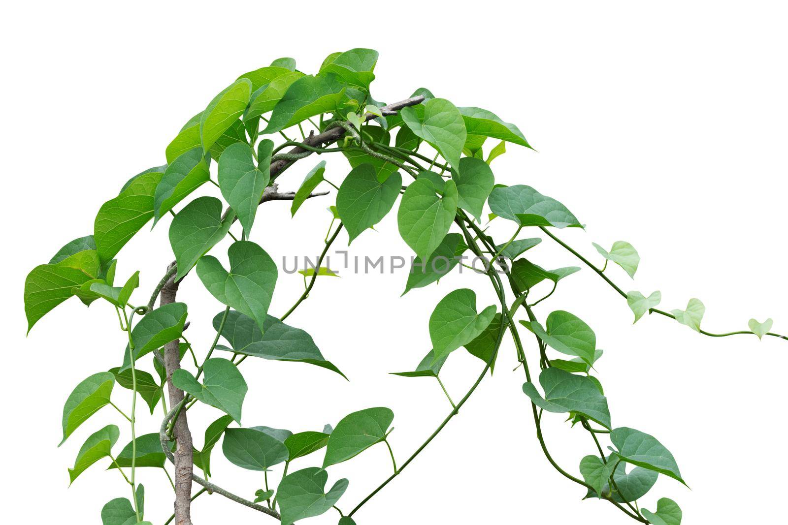vine plants isolated on white background. clipping path by Kumma