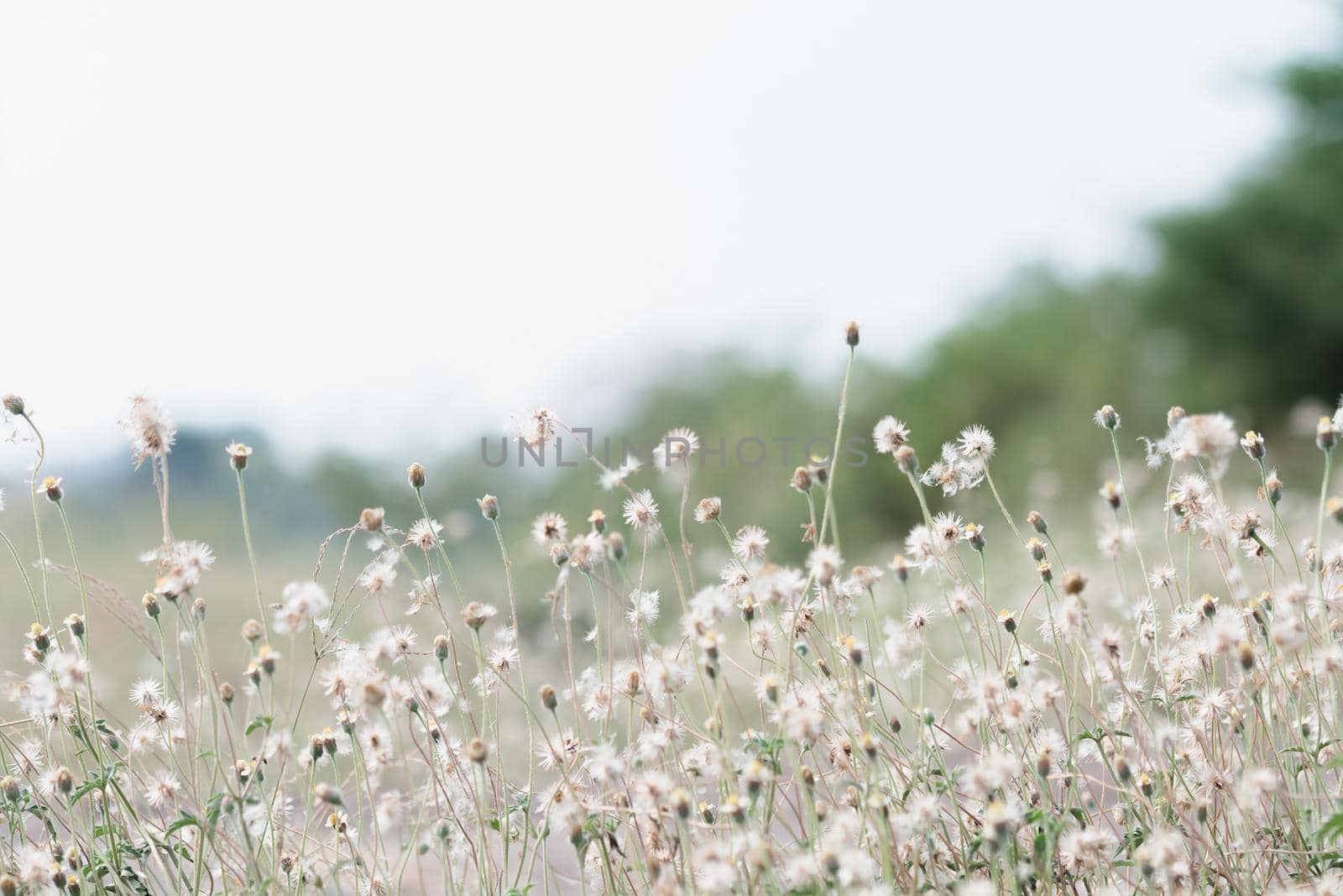 meadow flowers in soft warm light. Vintage autumn landscape blurry natural background. by Kumma