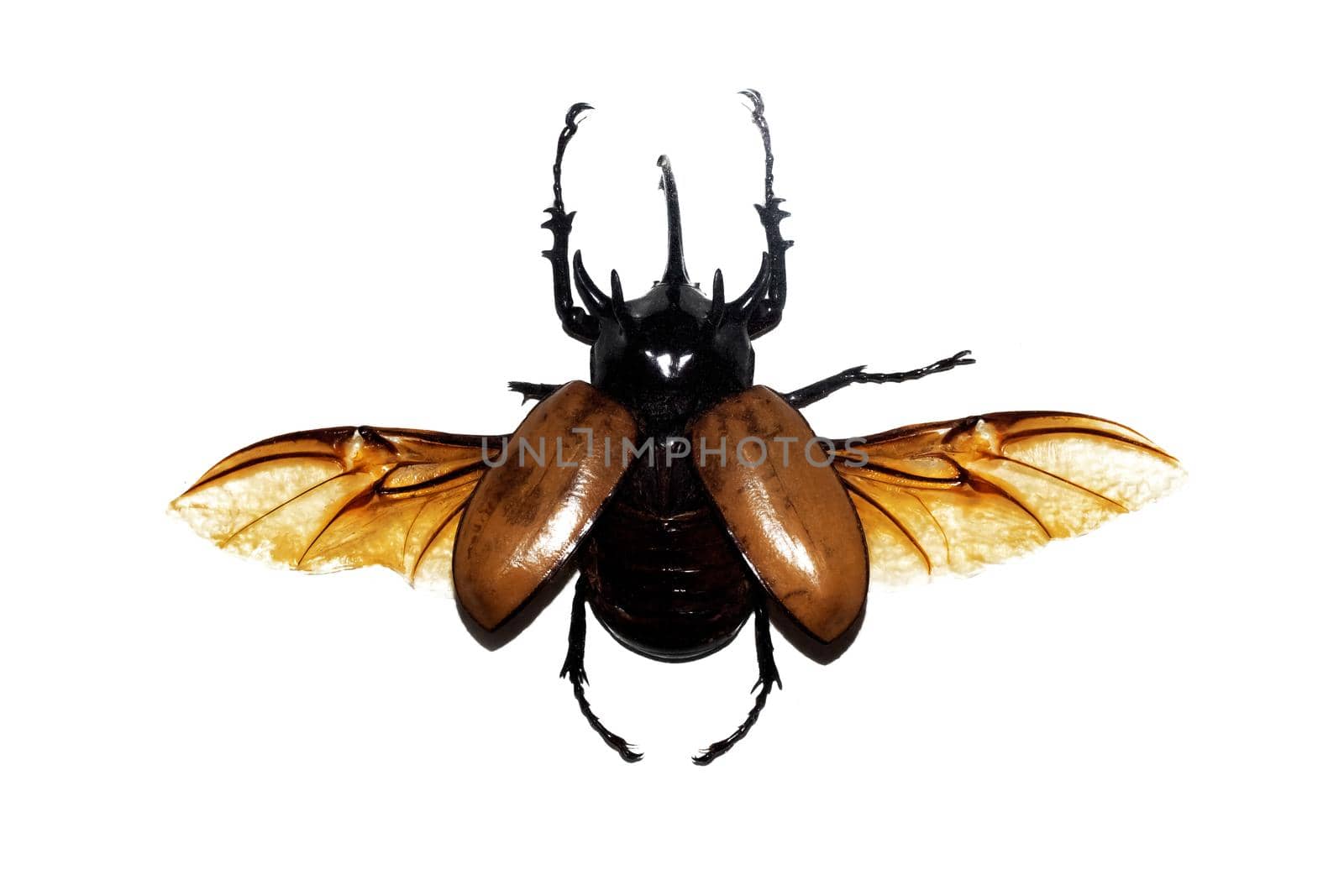 Big brown beetle close up, isolate on a white background, eupatorus gracilicornis