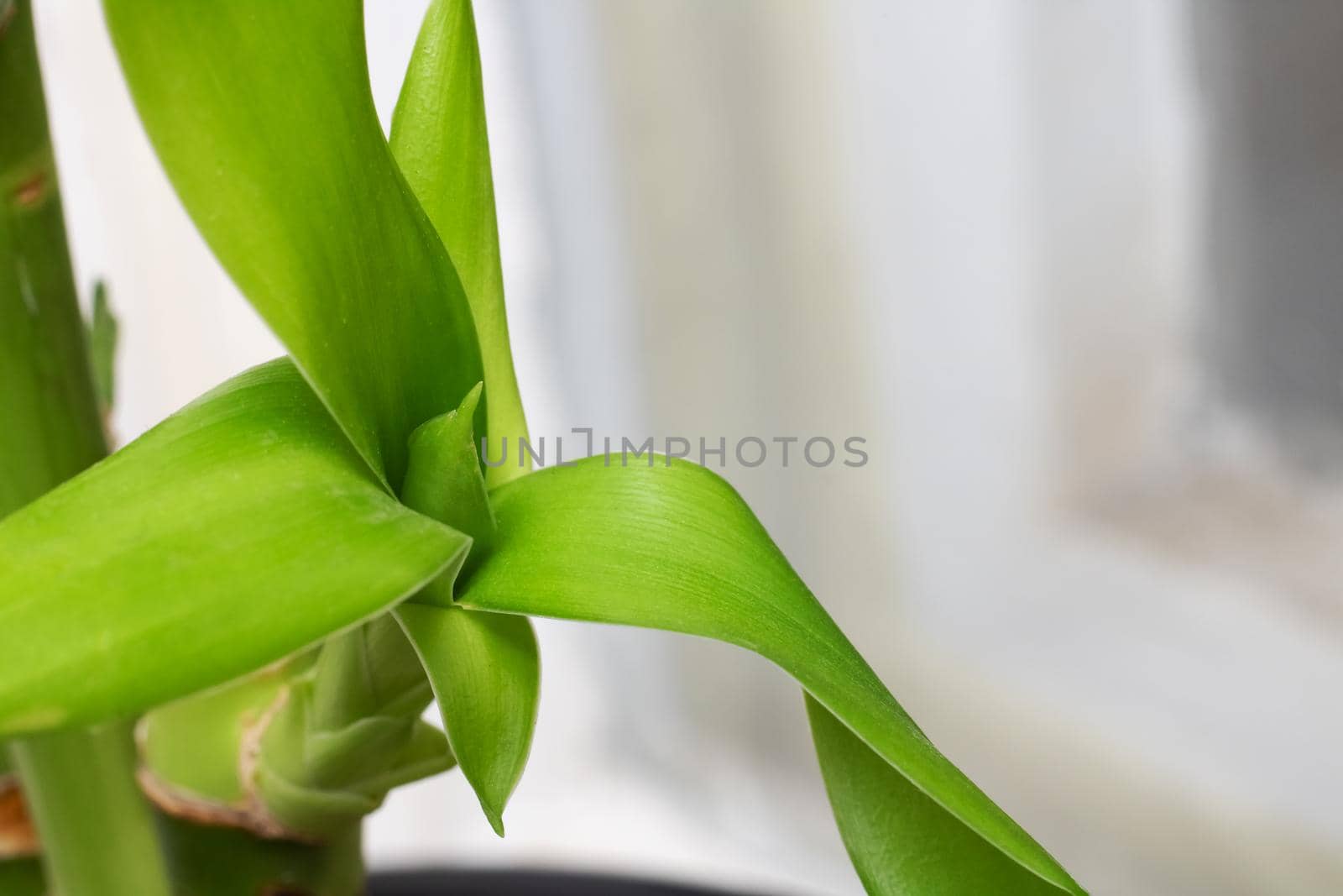 Green bamboo leaves close up with copy space, macro photo