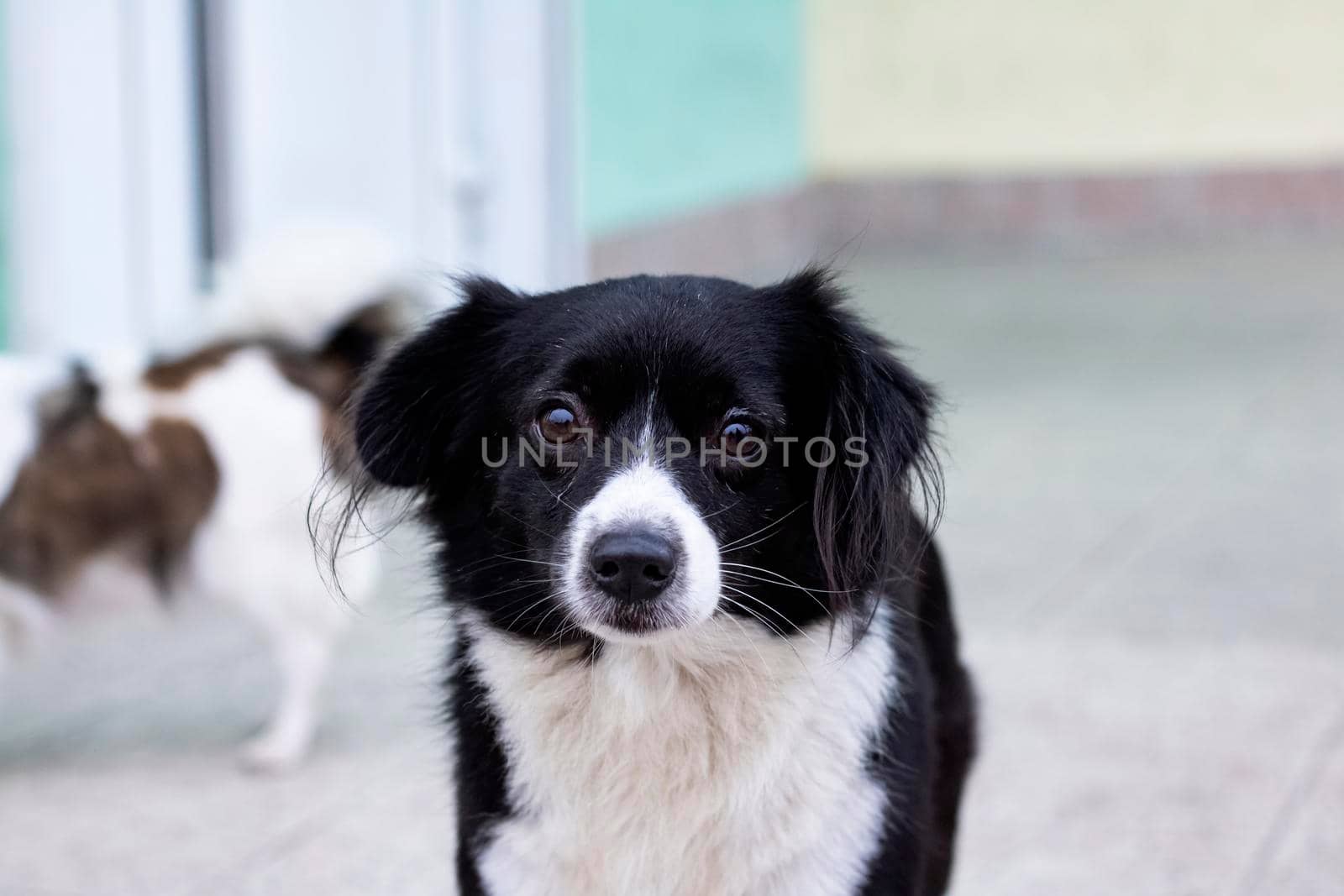 Black spotted little fluffy dog, close up portrait
