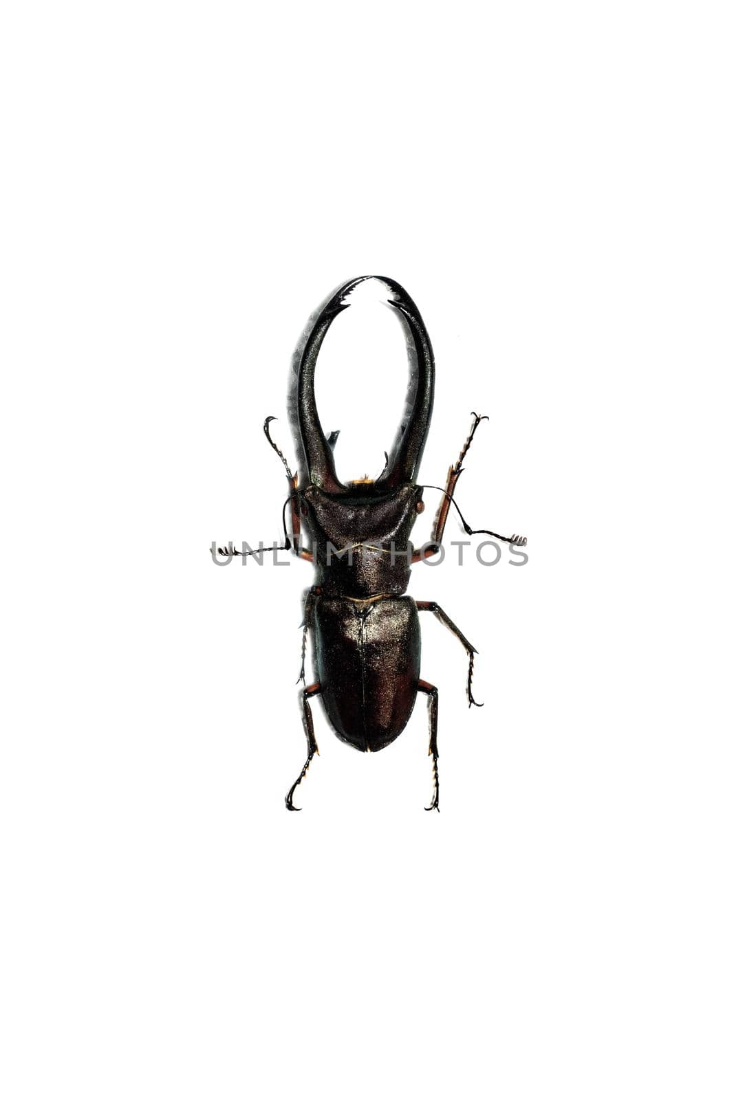 Big brown beetle close up, isolate on a white background, cyclommatus elaphus